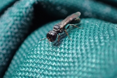 Crossocerus