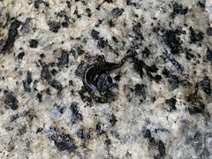 Hydromantes platycephalus