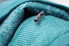 Crossocerus