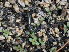 Hydromantes platycephalus