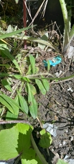 Pilosella officinarum
