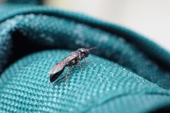 Crossocerus