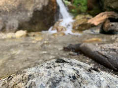 Hydromantes platycephalus