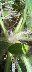 Pilosella officinarum