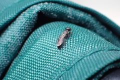 Crossocerus