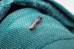 Crossocerus