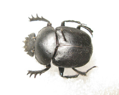 Scarabaeus typhon