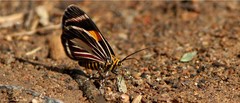 Eutrepsia haemataria