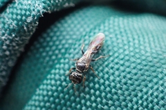 Crossocerus