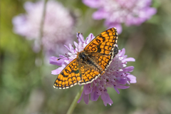 Melitaea deione