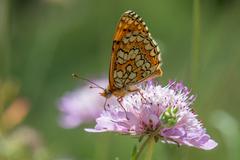 Melitaea deione