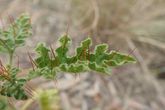 Solanum adenophorum