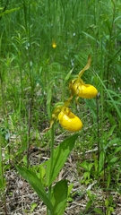 Cypripedium parviflorum pubescens
