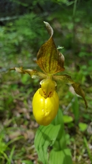 Cypripedium parviflorum pubescens
