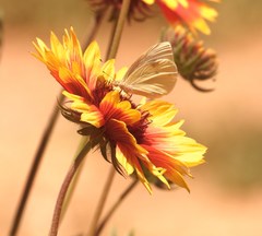 Pieris rapae