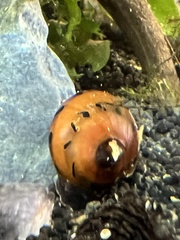 Vittina semiconica