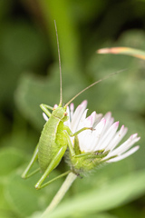 Isophya camptoxypha