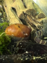 Vittina semiconica