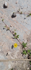 Potentilla reptans