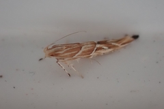Pyroderces
