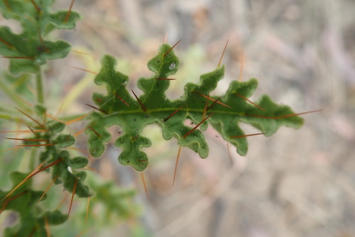 Solanum adenophorum