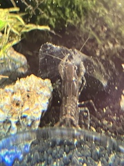 Cambarellus shufeldtii