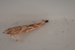Pyroderces