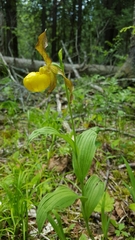 Cypripedium parviflorum pubescens