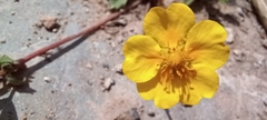 Potentilla reptans