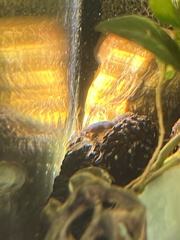 Cambarellus shufeldtii