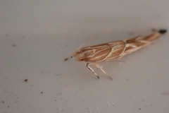 Pyroderces