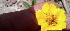 Potentilla reptans