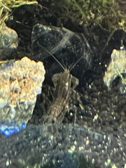 Cambarellus shufeldtii