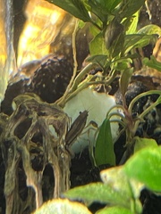 Cambarellus shufeldtii