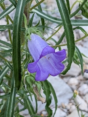 Campanula speciosa