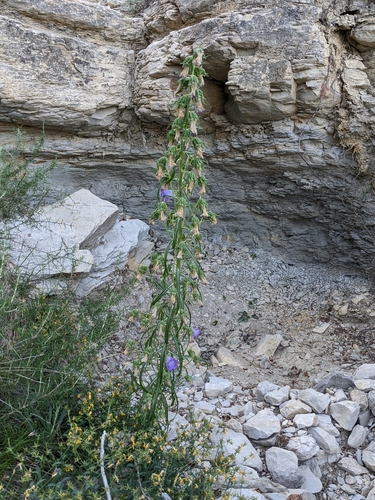 Image of Campanula speciosa by (c) Denis Bastianelli, some rights reserved (CC BY)