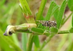 Attulus pubescens