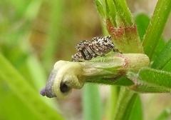 Attulus pubescens