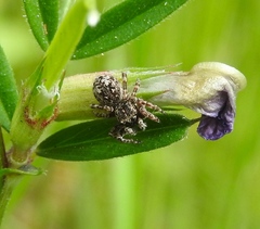 Attulus pubescens