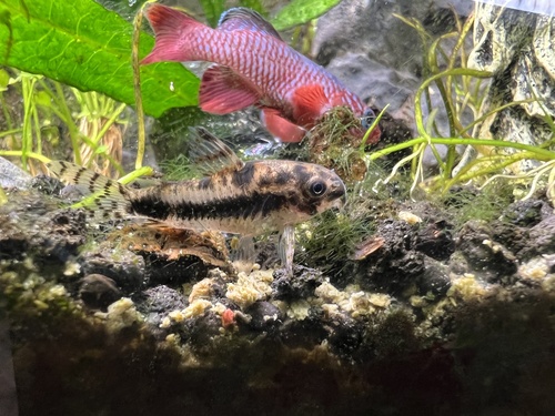 Dwerg-pantsermeerval (Corydoras habrosus) — Callichthyidae — 2