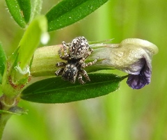Attulus pubescens