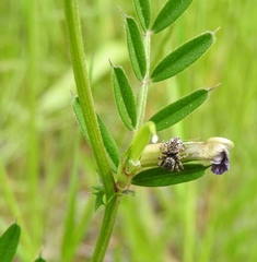 Attulus pubescens