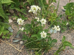 Draba arabisans