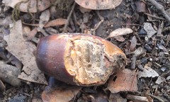 Neotoma fuscipes annectens