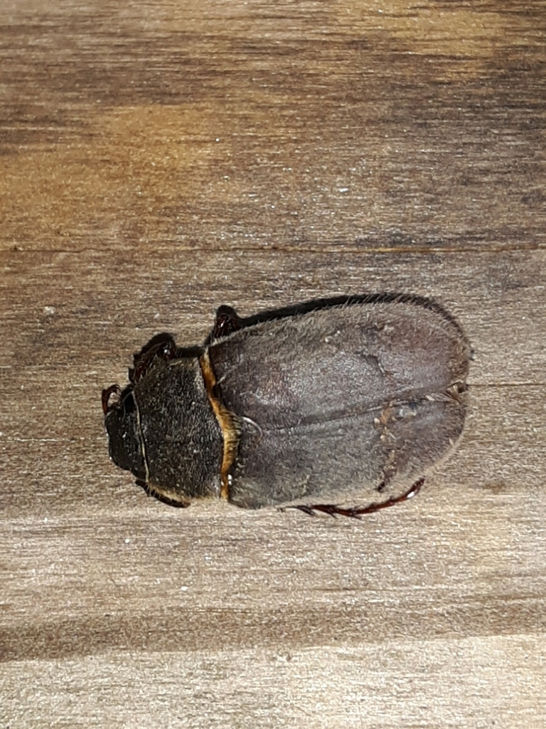 Phyllophaga ilicis
