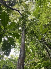 Caryocar costaricense