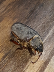 Phyllophaga ilicis