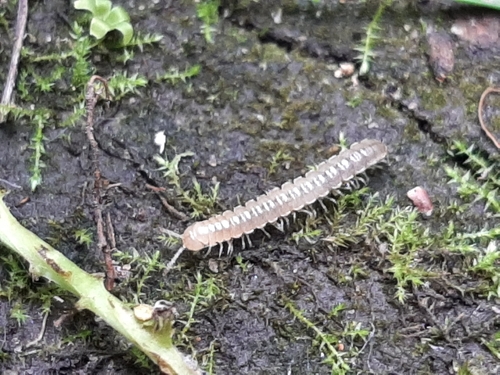 Greenhouse millipede