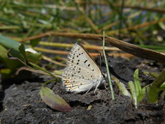 Tharsalea xanthoides