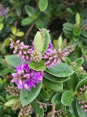 Veronica elliptica